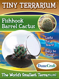 Cactus Tiny Terrarium - Fishhook Barrel Cactus