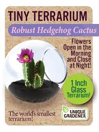 Cactus Tiny Terrarium - Robust Hedgehog