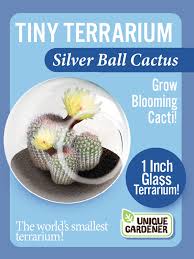 Cactus Tiny Terrarium - Silver Ball