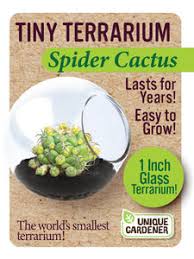 Cactus Tiny Terrarium - Spider Cactus