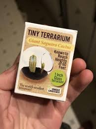 Cactus Tiny Terrarium - Giant Saguaro Cactus