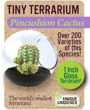 Cactus Tiny Terrarium - Pincushion Cactus