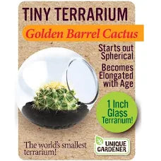 Cactus Tiny Terrarium - Golden Barrel Cactus