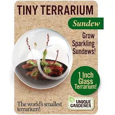 Carnivorous Tiny Terrarium - Sundew